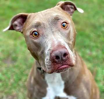 Photo of Hunter
