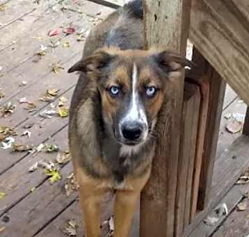 Photo of Luna