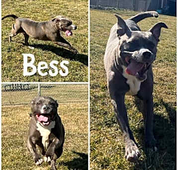 Photo of Bess