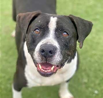 Photo of Daisy *Courtesy Post-TC *