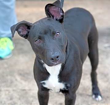 Photo of Ace