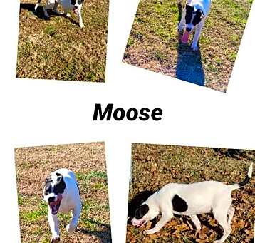 Photo of Moose