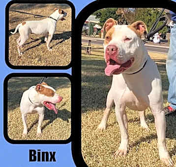 Photo of Binx
