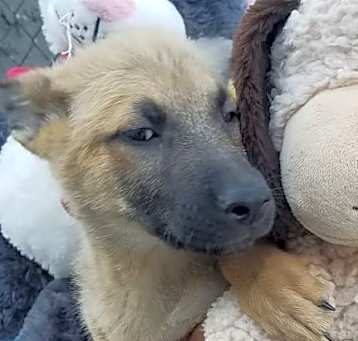Photo of Bello " adopted"