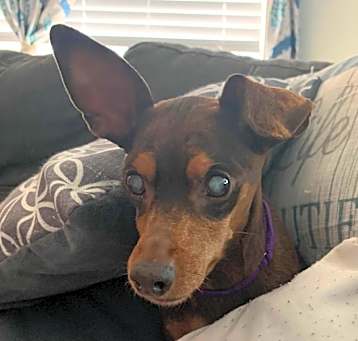 Photo of Maple