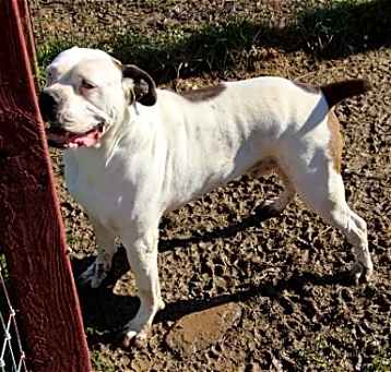 Photo of Blu