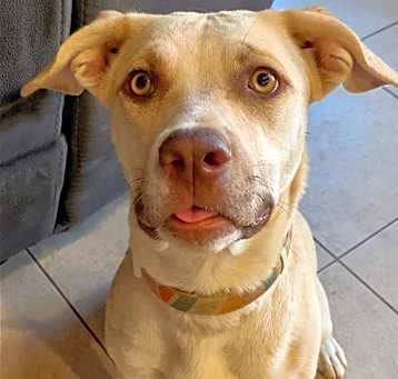 Photo of Honey Pie
