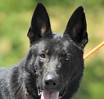 Photo of Ruger