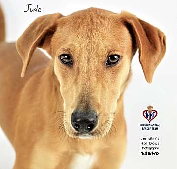 Photo of Jude