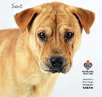 Photo of Saint