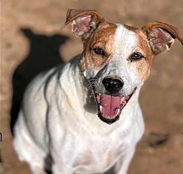 Photo of Roxie/Phyllis*