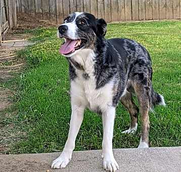 Photo of Chase
