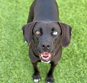 Photo of Asher / Opal