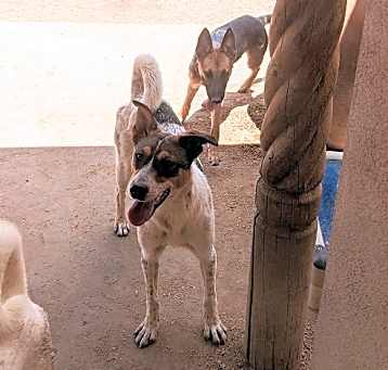 Photo of GIDGET