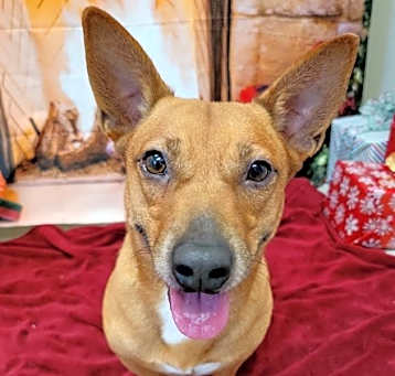 Photo of Harvey