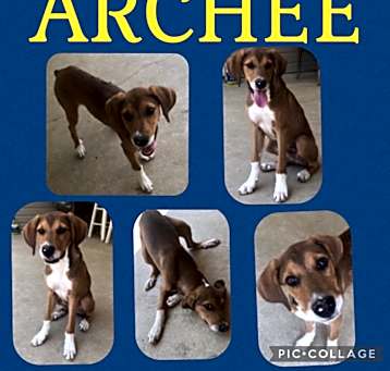 Photo of Archee