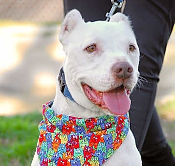 Photo of Roscoe