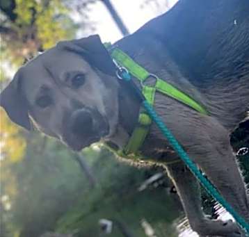 Photo of Nala *Courtesy post*
