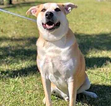 Photo of Tango