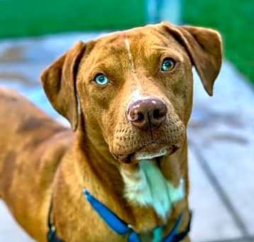 Photo of Ruby
