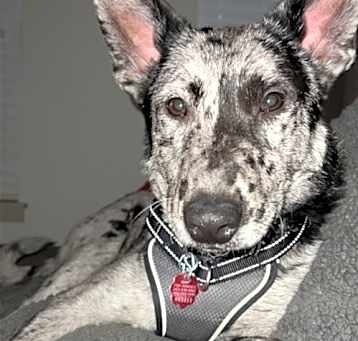 Photo of Owen