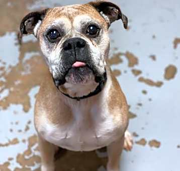 Photo of Bosley