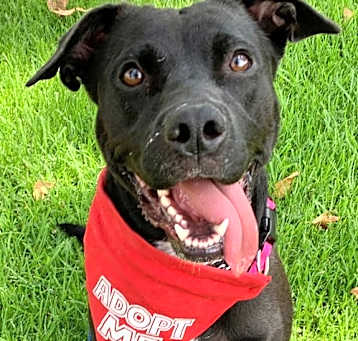 Photo of Halsey - Foster or Adopt Me!