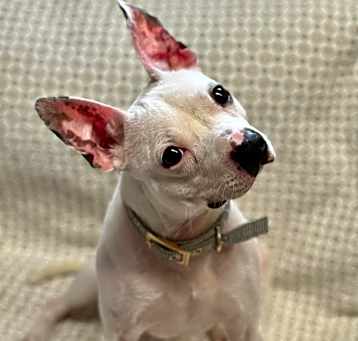 Photo of Pixie
