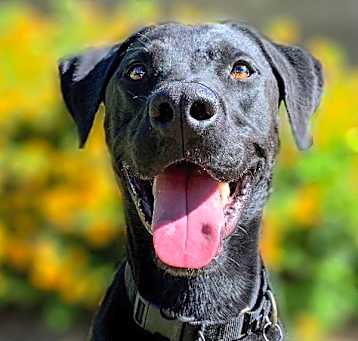 Photo of Brinkley