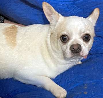 Photo of Milo