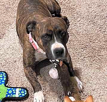 Photo of Pepper