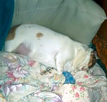 Photo of Daisy