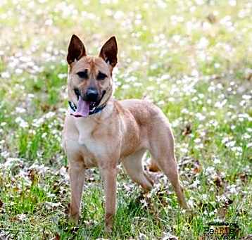 Photo of Honey
