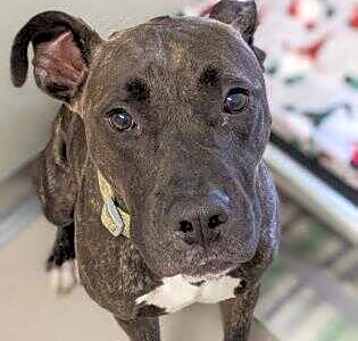 Photo of Rocko