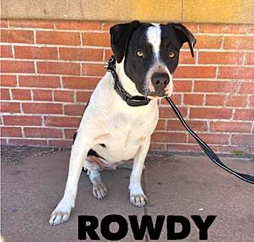 Photo of Rowdy