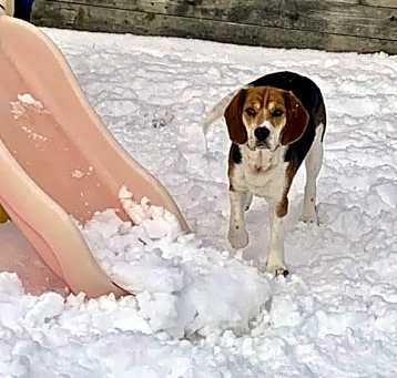 Photo of Ralphie