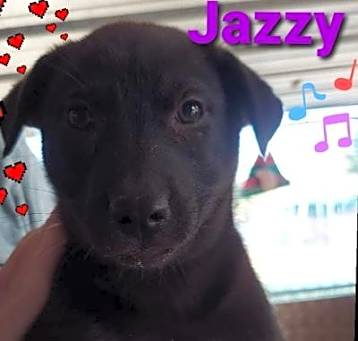 Photo of Jazzy