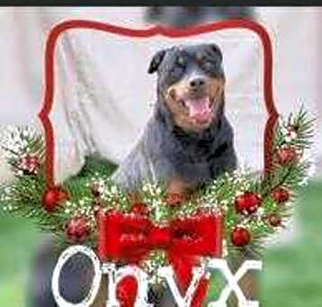 Photo of Onyx