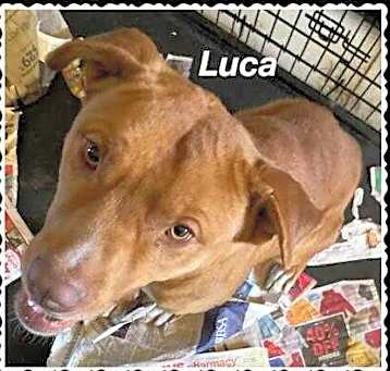 Photo of Luca