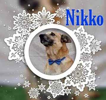 Photo of Niko