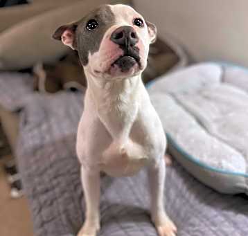 Photo of Taffy