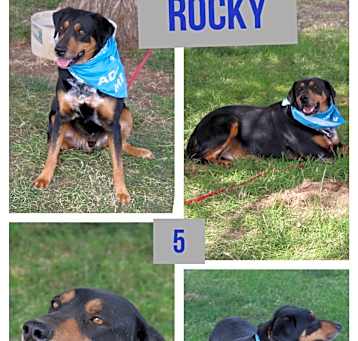 Photo of Rocky