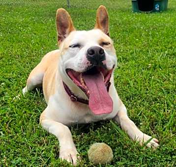 Photo of Ace