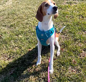 Photo of Violet