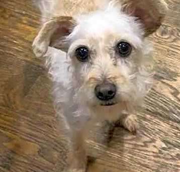 Photo of MINNIE, SPECIAL NEEDS