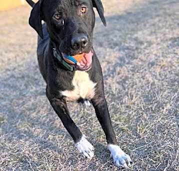 Photo of Porthos