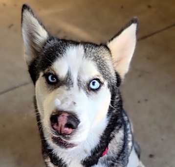 Photo of Remi