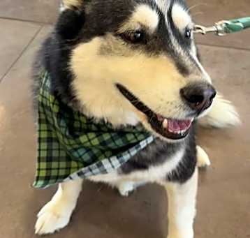 Photo of Balto