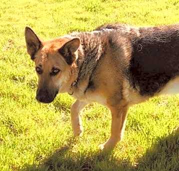 Photo of Brother Bear