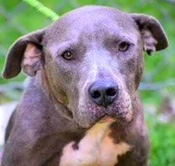 Photo of Diamond Sweet Gentle Soul It's Her Time!